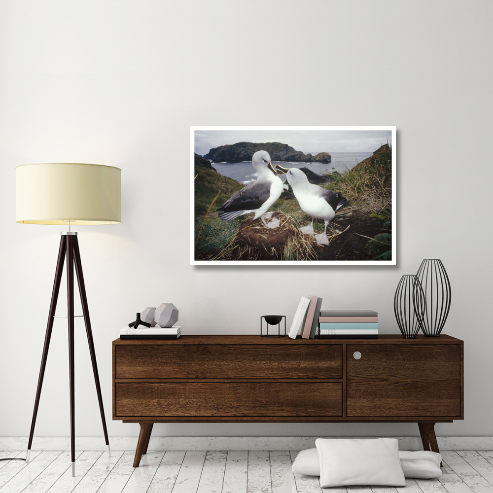 Grey-headed Albatrosses courting at nest, Diego Ramirez Island, Chile-Paper Art-50&quotx34"