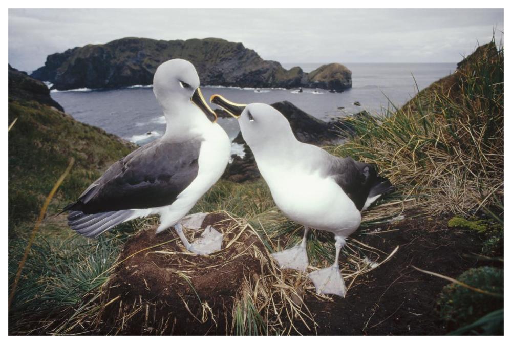 Grey-headed Albatrosses courting at nest, Diego Ramirez Island, Chile-Paper Art-62"x42"