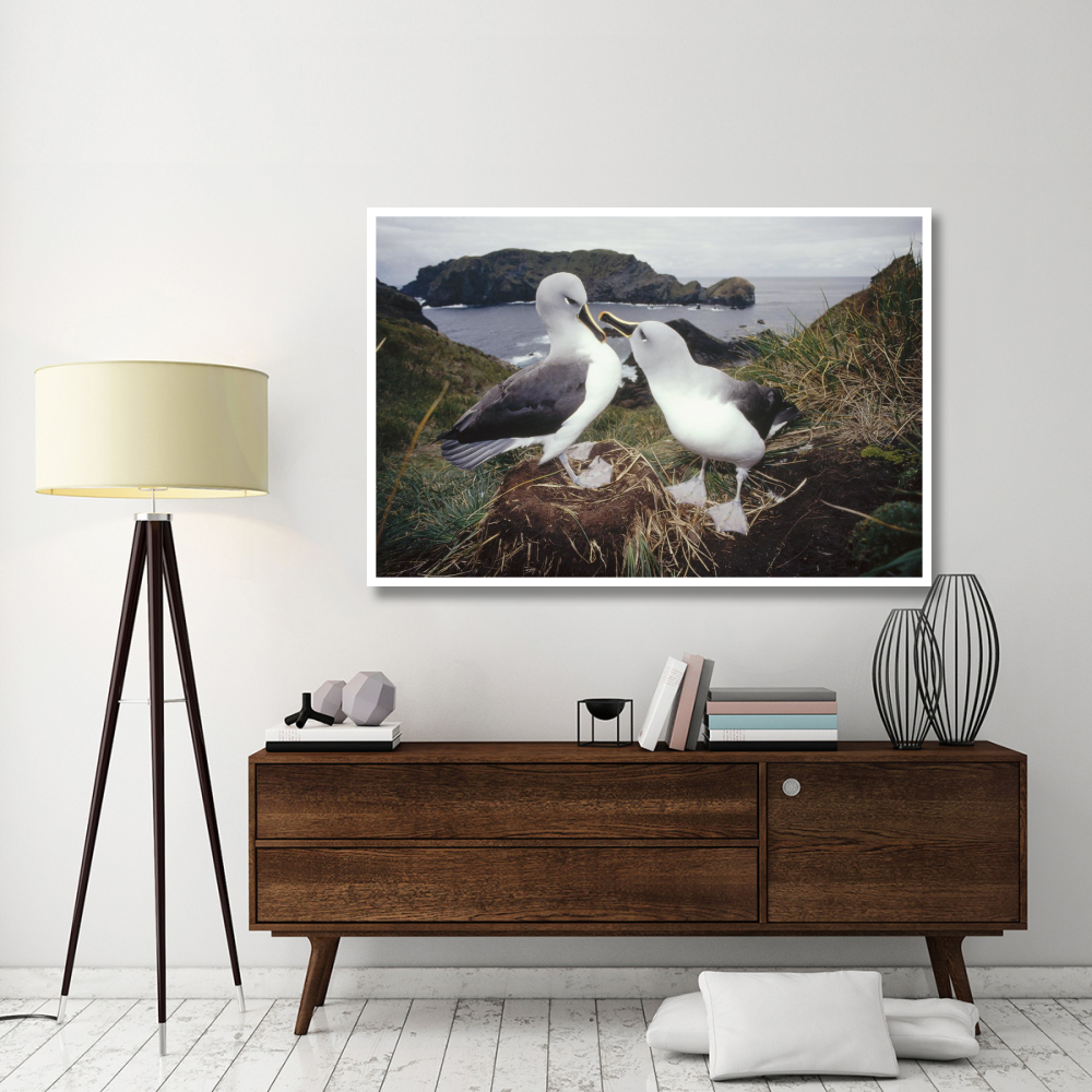 Grey-headed Albatrosses courting at nest, Diego Ramirez Island, Chile-Paper Art-62&quotx42"