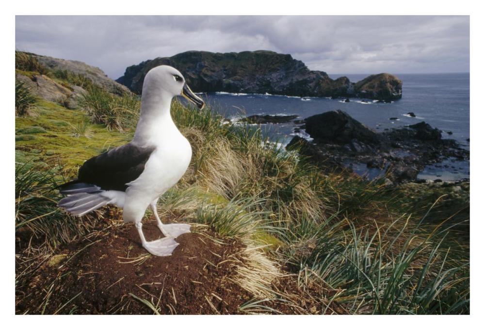 Grey-headed Albatross at nest, Diego Ramirez Island, Chile-Paper Art-32"x22"