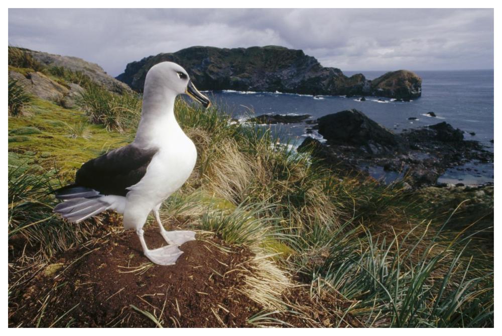 Grey-headed Albatross at nest, Diego Ramirez Island, Chile-Paper Art-62"x42"