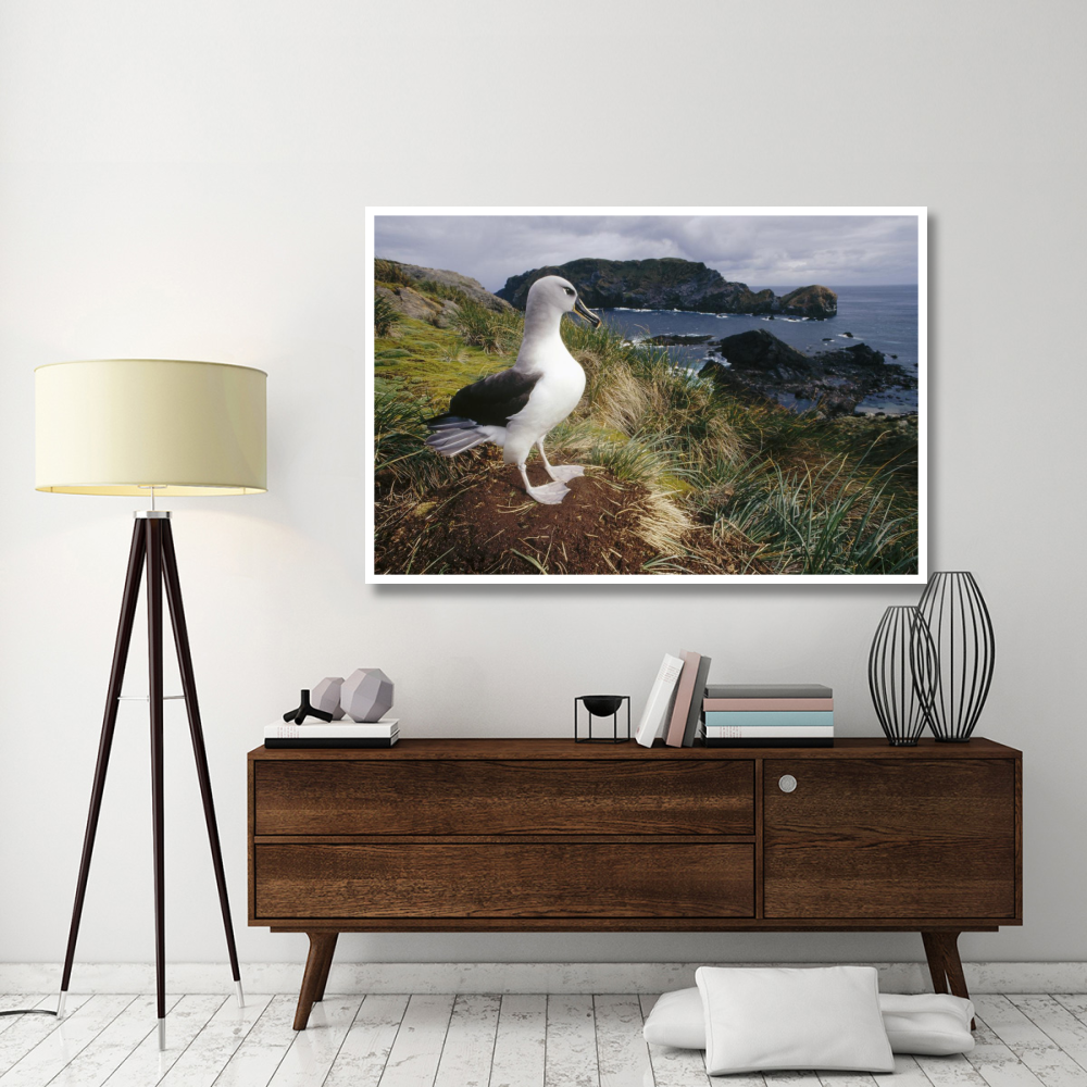 Grey-headed Albatross at nest, Diego Ramirez Island, Chile-Paper Art-62&quotx42"