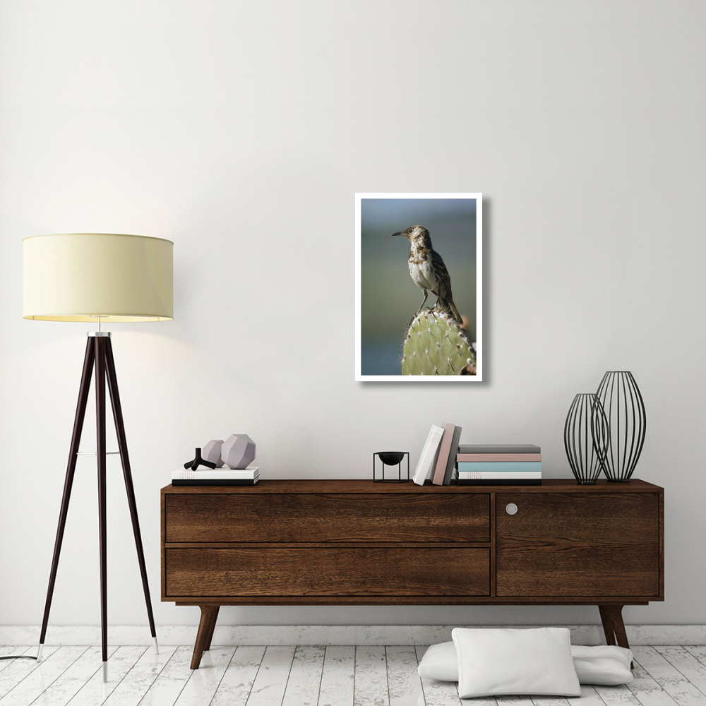 Charles Mockingbird, Champion Island, Galapagos Islands, Ecuador-Paper Art-22&quotx32"