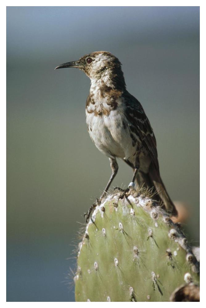Charles Mockingbird, Champion Island, Galapagos Islands, Ecuador-Paper Art-34"x50"