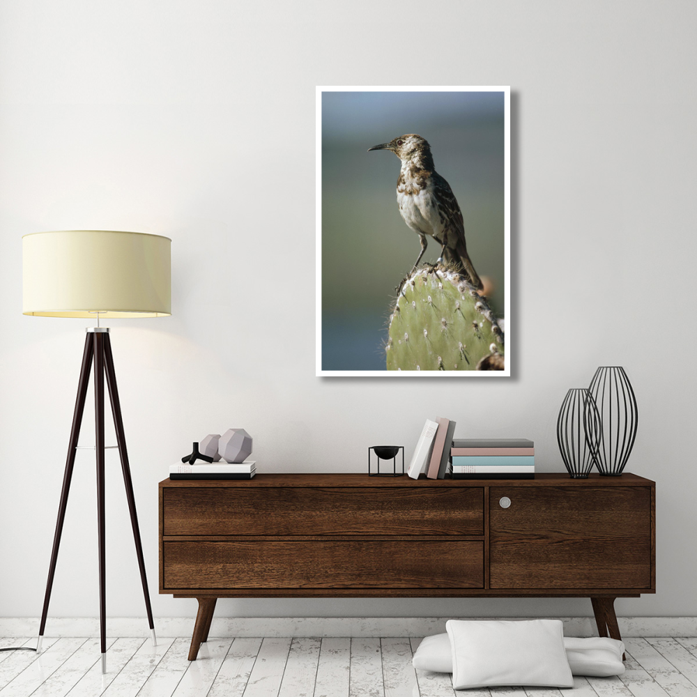 Charles Mockingbird, Champion Island, Galapagos Islands, Ecuador-Paper Art-34&quotx50"