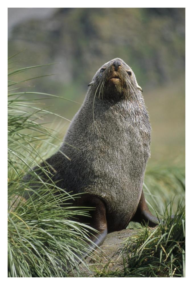 Antarctic Fur Seal bull in tussock grass, Gold Harbor, South Georgia Island-Paper Art-26"x38"
