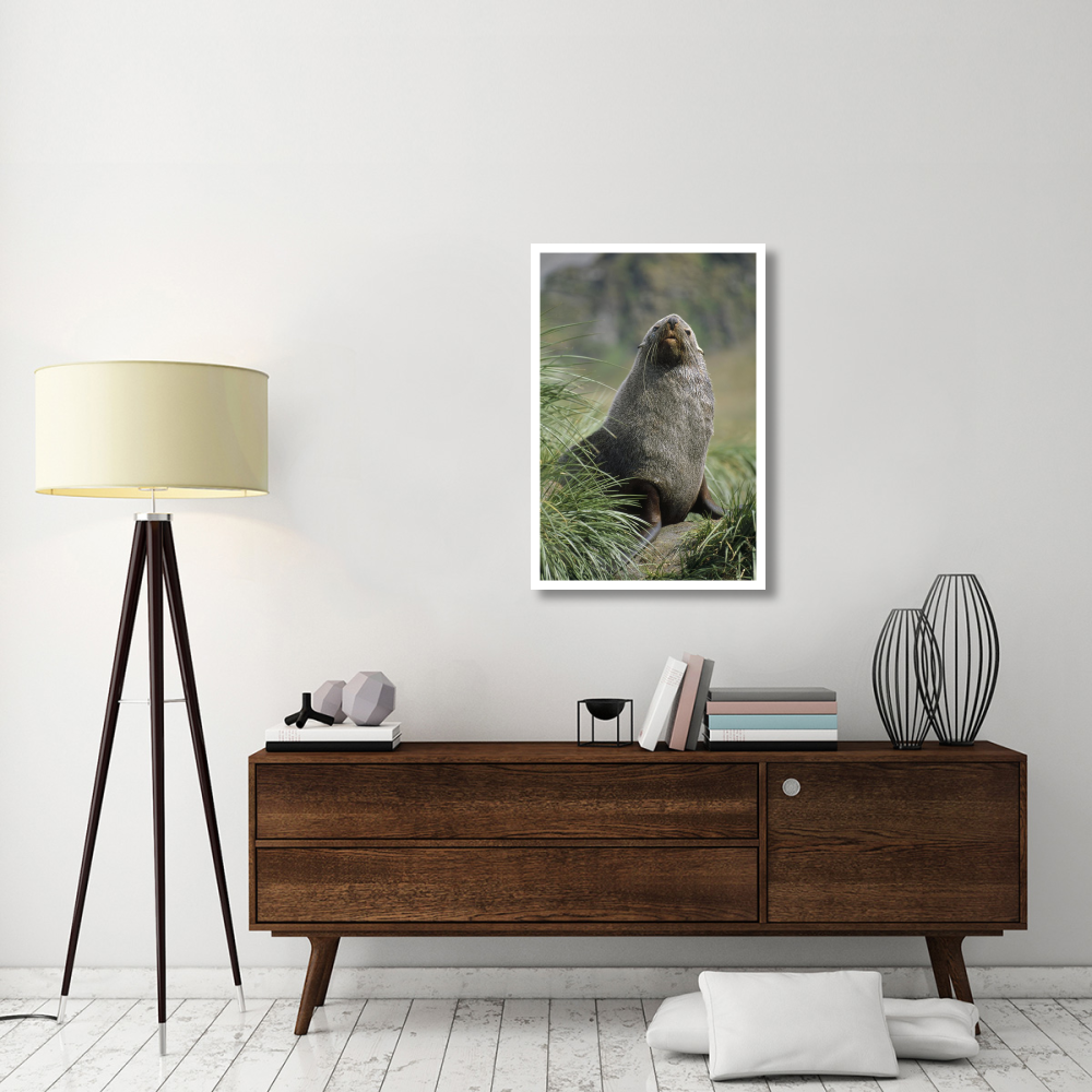 Antarctic Fur Seal bull in tussock grass, Gold Harbor, South Georgia Island-Paper Art-26&quotx38"
