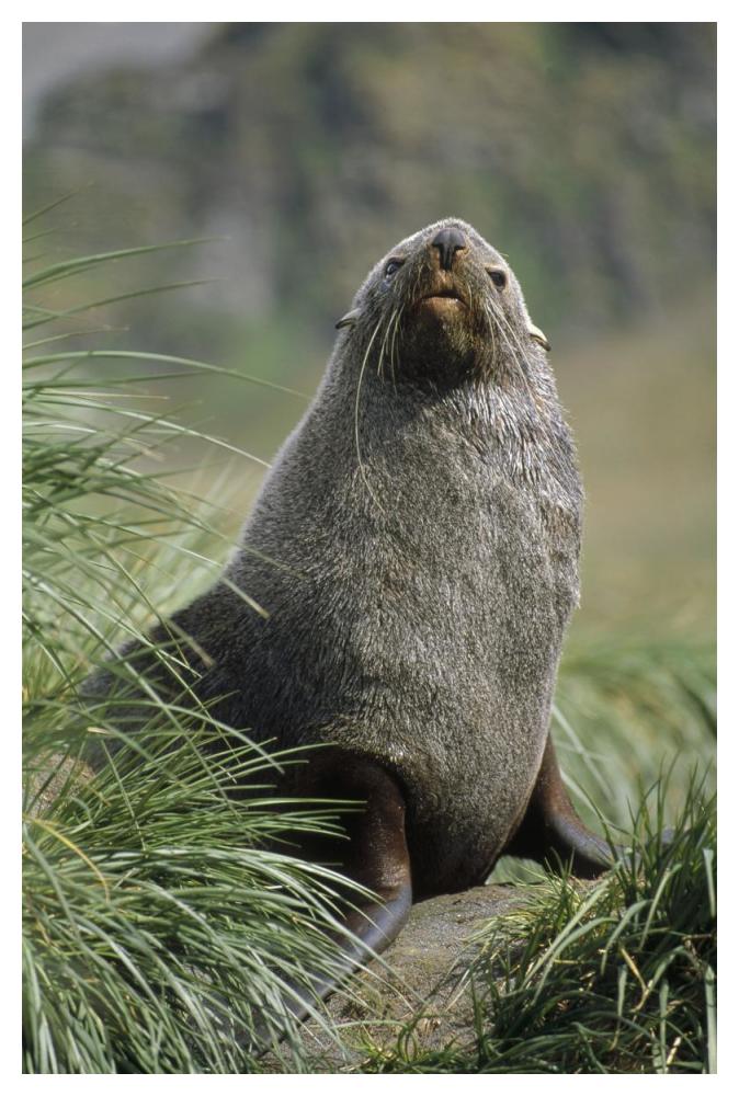 Antarctic Fur Seal bull in tussock grass, Gold Harbor, South Georgia Island-Paper Art-34"x50"