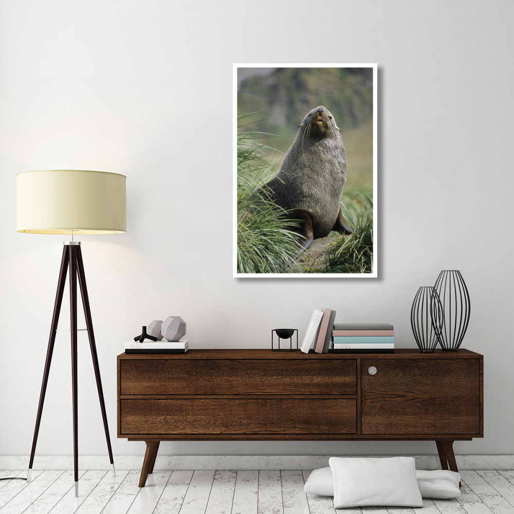 Antarctic Fur Seal bull in tussock grass, Gold Harbor, South Georgia Island-Paper Art-34&quotx50"