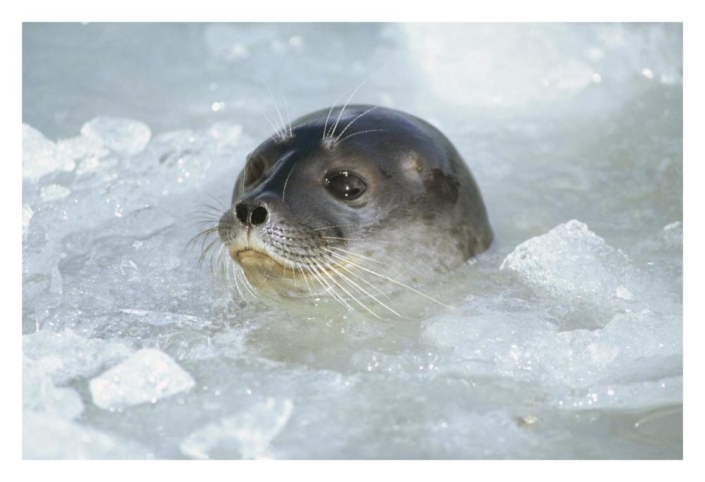 Ringed Seal surfacing in brash ice, Svalbard Archipelago, Norwegian Arctic-Paper Art-32"x22"