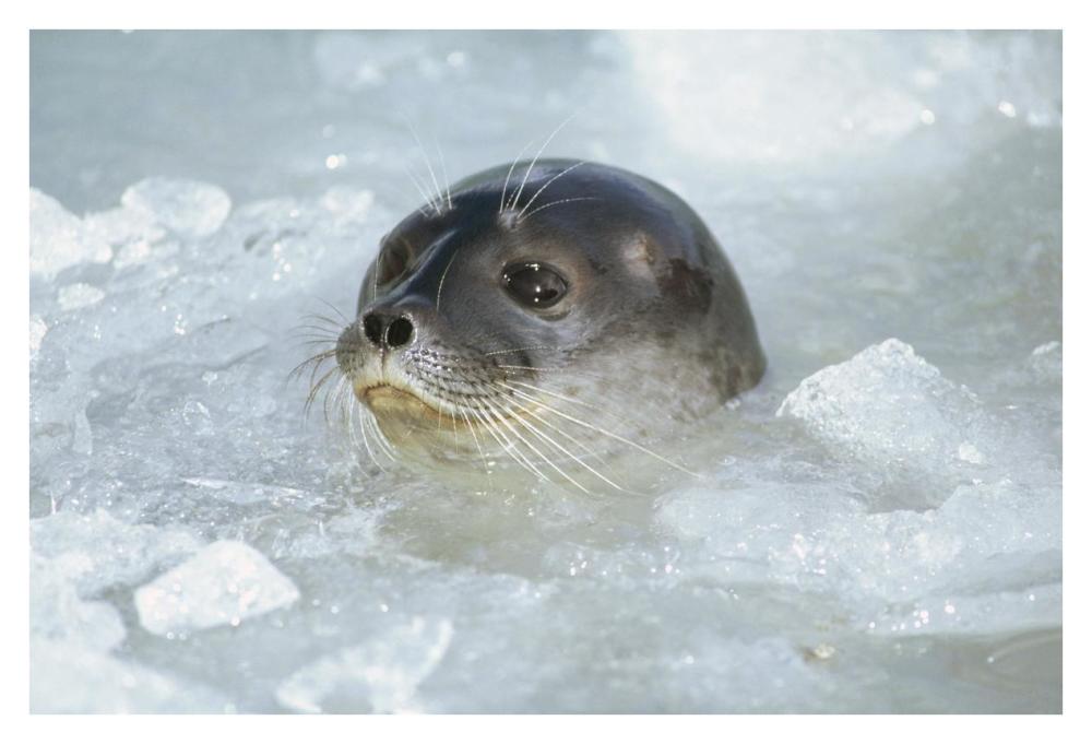 Ringed Seal surfacing in brash ice, Svalbard Archipelago, Norwegian Arctic-Paper Art-38"x26"