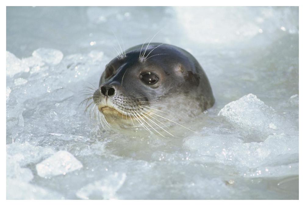 Ringed Seal surfacing in brash ice, Svalbard Archipelago, Norwegian Arctic-Paper Art-50"x34"