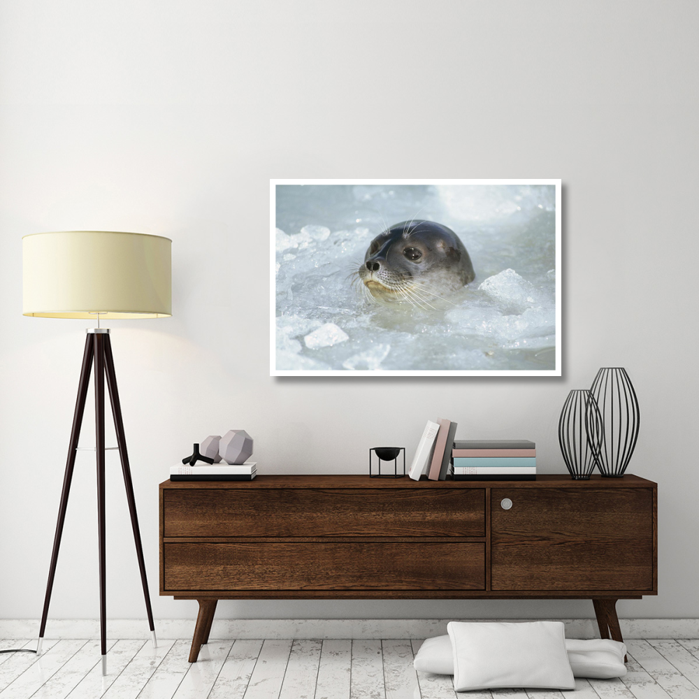 Ringed Seal surfacing in brash ice, Svalbard Archipelago, Norwegian Arctic-Paper Art-50&quotx34"