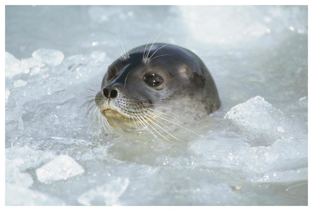 Ringed Seal surfacing in brash ice, Svalbard Archipelago, Norwegian Arctic-Paper Art-62"x42"
