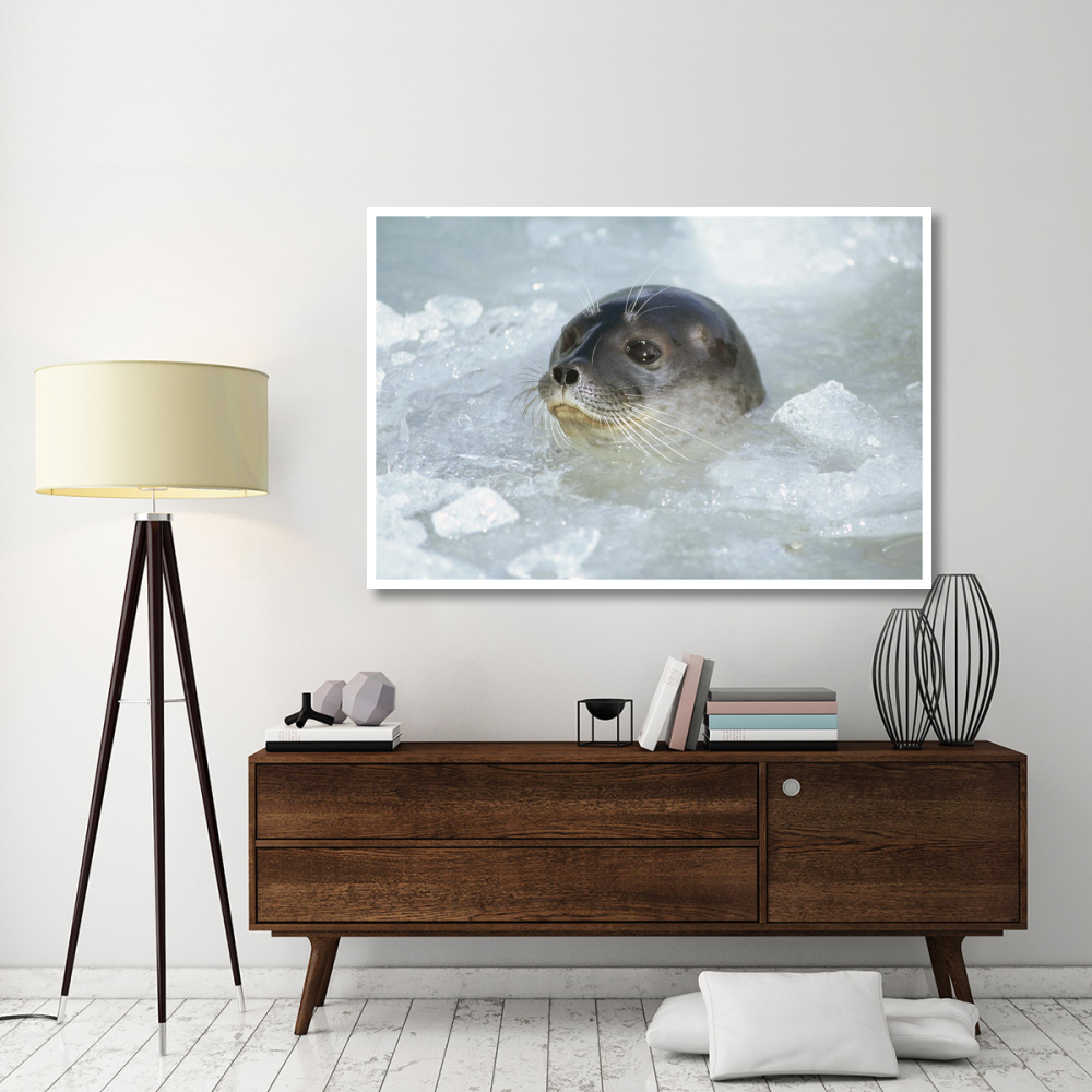 Ringed Seal surfacing in brash ice, Svalbard Archipelago, Norwegian Arctic-Paper Art-62&quotx42"