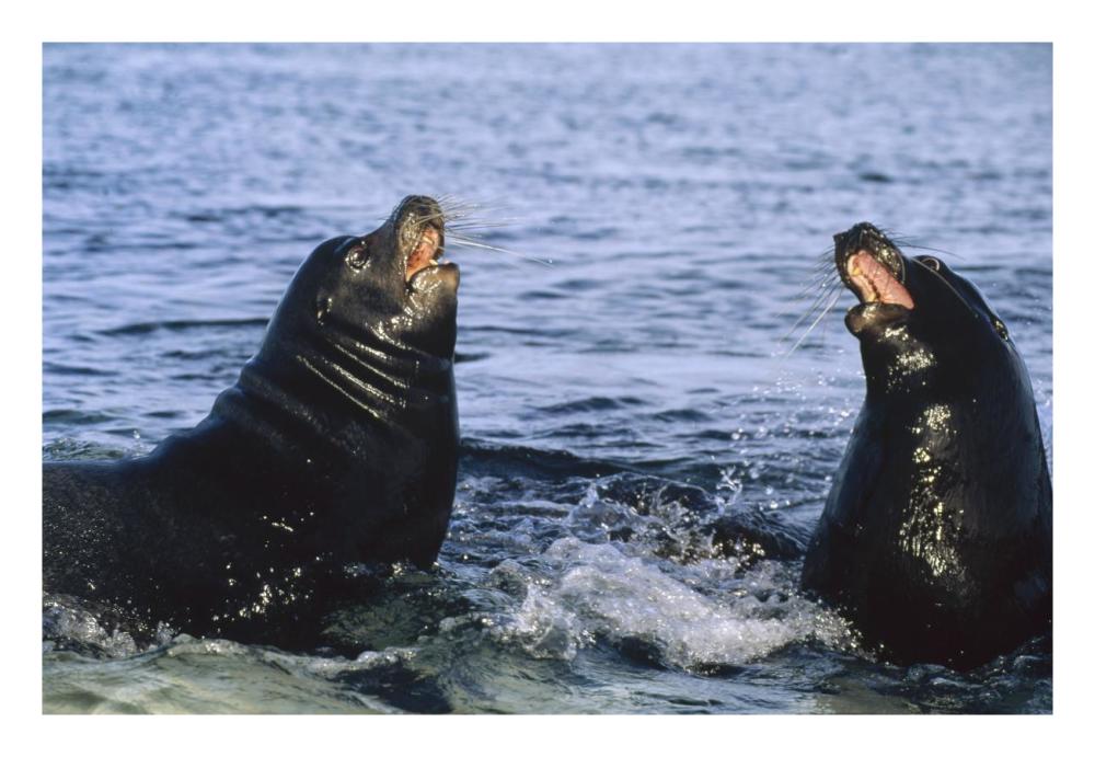 Galapagos Sea Lion bulls fighting,  Galapagos Islands, Ecuador-Paper Art-26"x18"