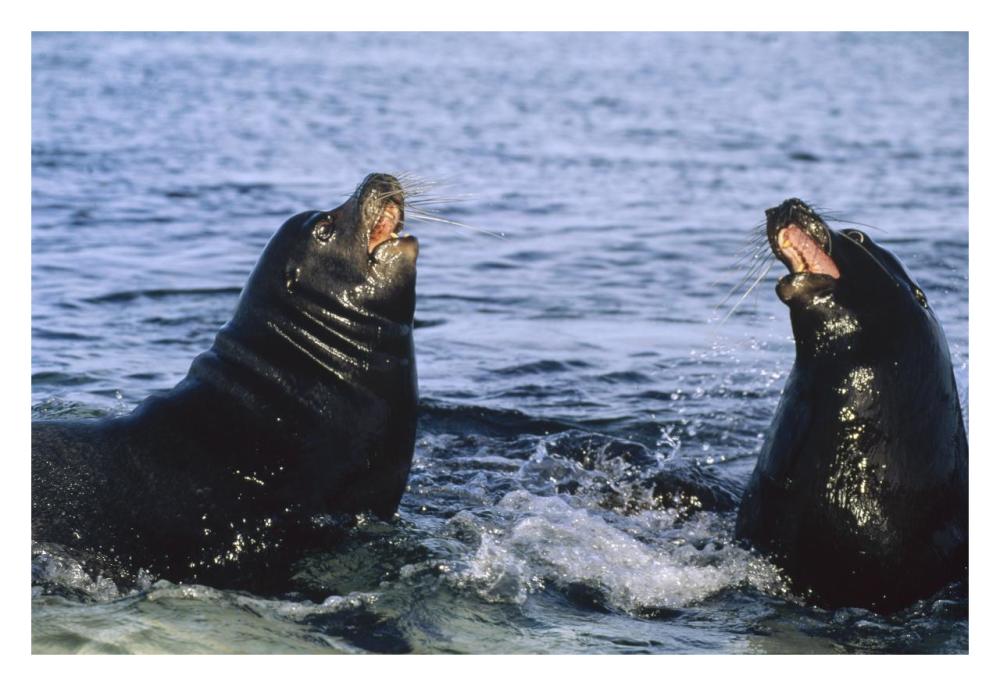 Galapagos Sea Lion bulls fighting,  Galapagos Islands, Ecuador-Paper Art-32"x22"
