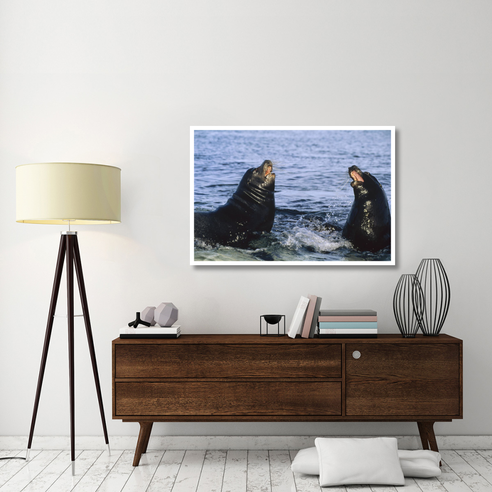 Galapagos Sea Lion bulls fighting,  Galapagos Islands, Ecuador-Paper Art-50&quotx34"