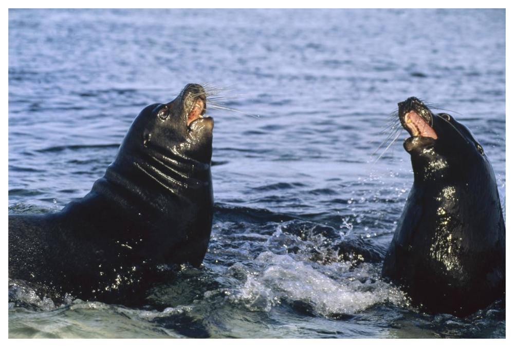 Galapagos Sea Lion bulls fighting,  Galapagos Islands, Ecuador-Paper Art-62"x42"