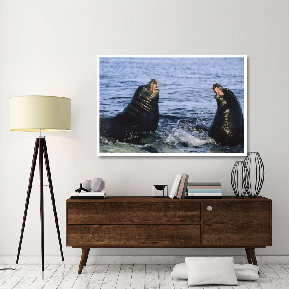 Galapagos Sea Lion bulls fighting,  Galapagos Islands, Ecuador-Paper Art-62&quotx42"