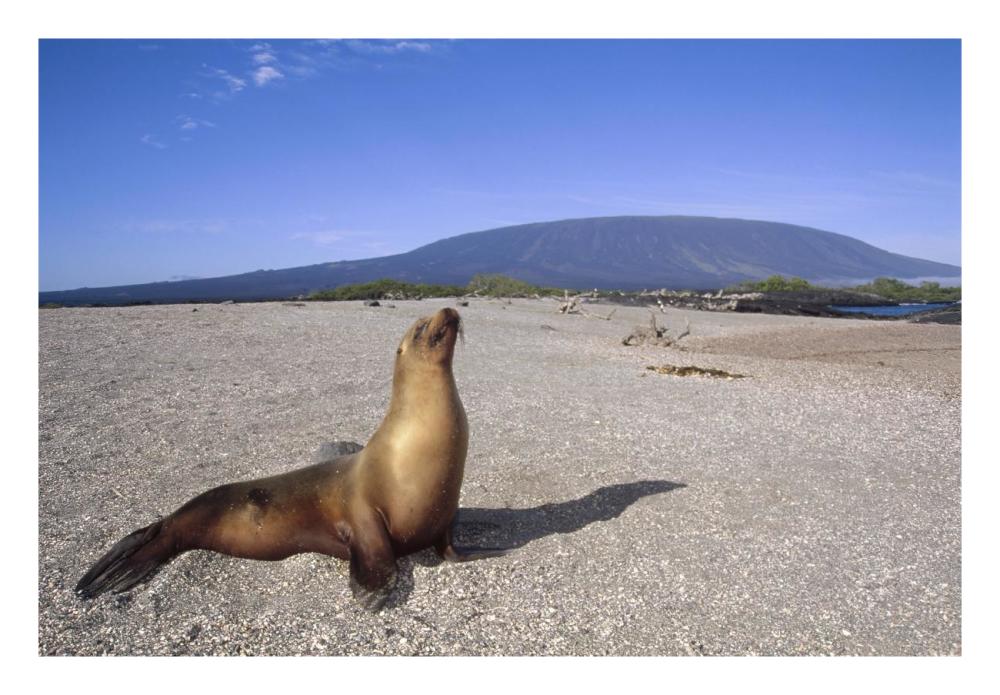 Galapagos Sea Lion juvenile on beach, Gardner Bay, Galapagos Islands, Ecuador-Paper Art-26"x18"