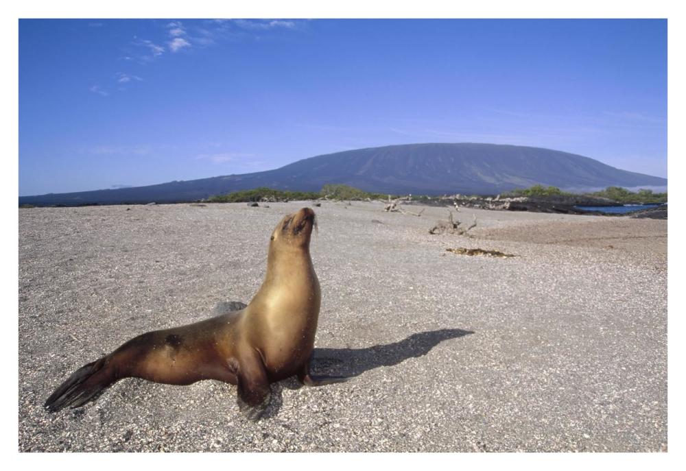 Galapagos Sea Lion juvenile on beach, Gardner Bay, Galapagos Islands, Ecuador-Paper Art-38"x26"