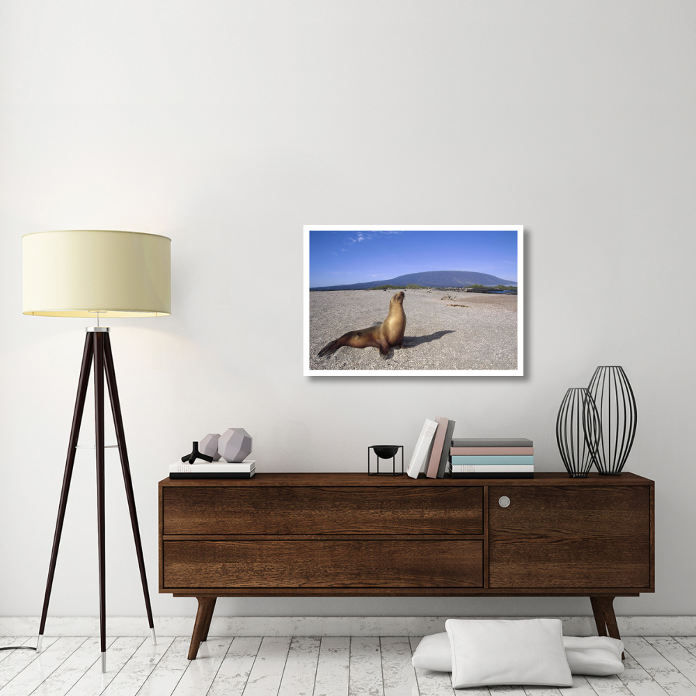 Galapagos Sea Lion juvenile on beach, Gardner Bay, Galapagos Islands, Ecuador-Paper Art-38&quotx26"