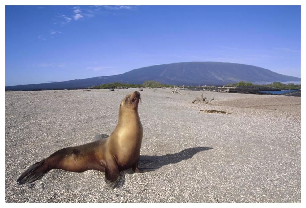 Galapagos Sea Lion juvenile on beach, Gardner Bay, Galapagos Islands, Ecuador-Paper Art-62"x42"
