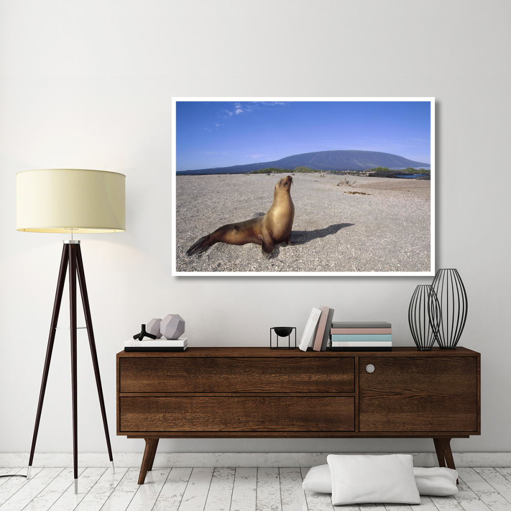 Galapagos Sea Lion juvenile on beach, Gardner Bay, Galapagos Islands, Ecuador-Paper Art-62&quotx42"