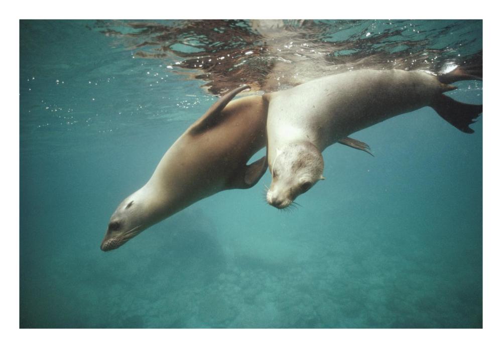California Sea Lion juveniles playing, Sea of Cortez,  Mexico-Paper Art-26"x18"