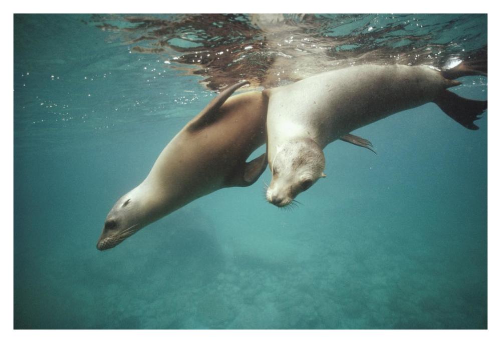 California Sea Lion juveniles playing, Sea of Cortez,  Mexico-Paper Art-38"x26"