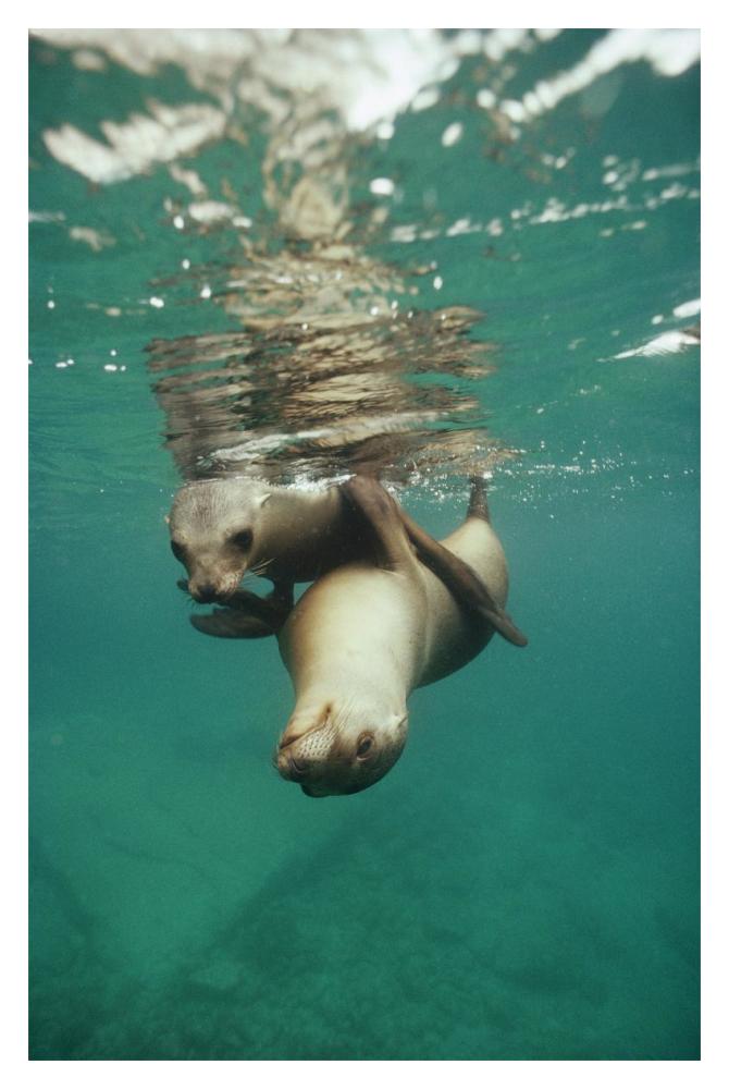 California Sea Lion juveniles playing, Sea of Cortez,  Mexico-Paper Art-14"x20"