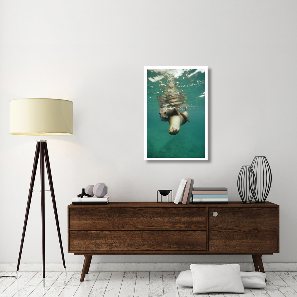 California Sea Lion juveniles playing, Sea of Cortez,  Mexico-Paper Art-26&quotx38"