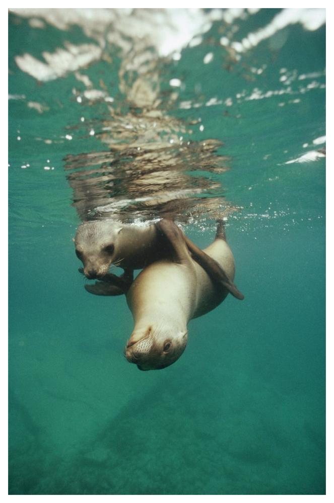 California Sea Lion juveniles playing, Sea of Cortez,  Mexico-Paper Art-42"x62"