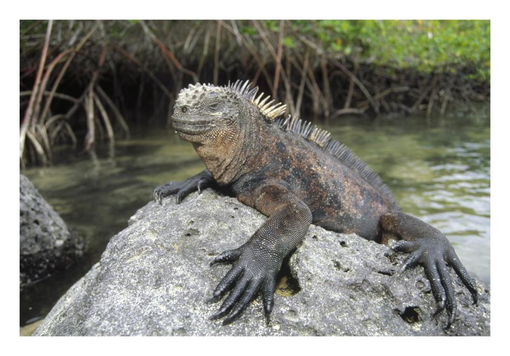 Marine Iguana clings to lava rock, Academy Bay, Galapagos Islands, Ecuador-Paper Art-26"x18"