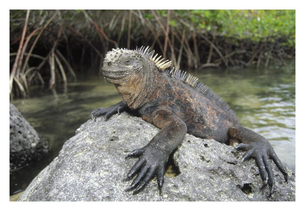 Marine Iguana clings to lava rock, Academy Bay, Galapagos Islands, Ecuador-Paper Art-32"x22"