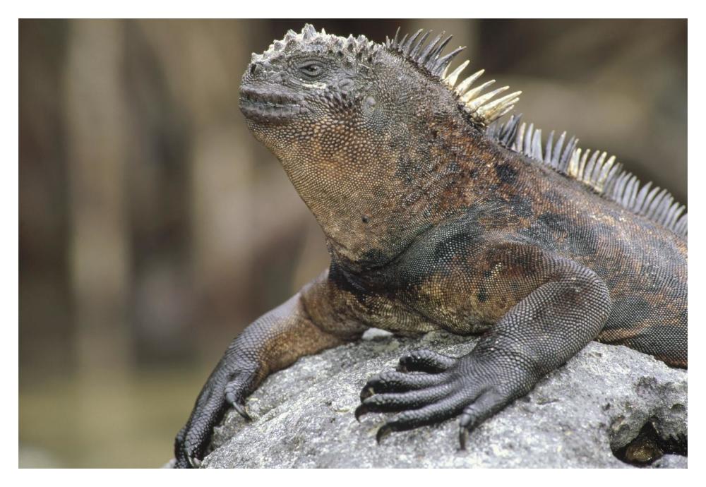 Marine Iguana clings to lava rock, Academy Bay, Galapagos Islands, Ecuador-Paper Art-20"x14"