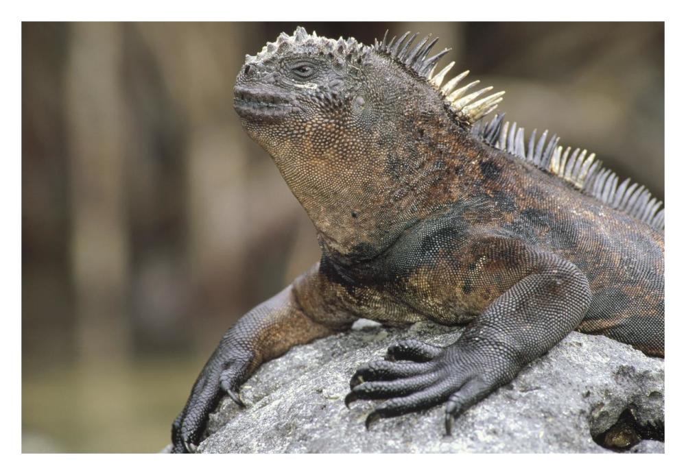 Marine Iguana clings to lava rock, Academy Bay, Galapagos Islands, Ecuador-Paper Art-32"x22"