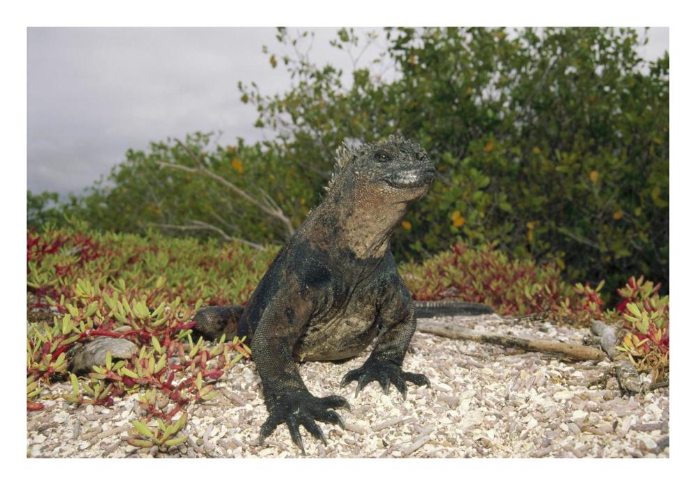 Marine Iguana male, Academy Bay, Galapagos Islands, Ecuador-Paper Art-26"x18"