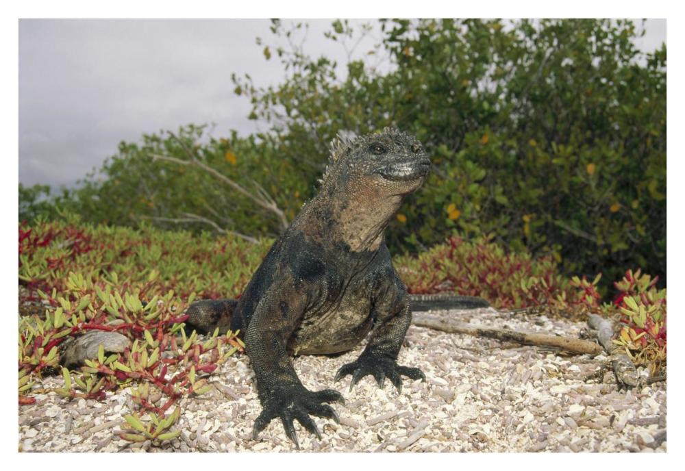 Marine Iguana male, Academy Bay, Galapagos Islands, Ecuador-Paper Art-38"x26"