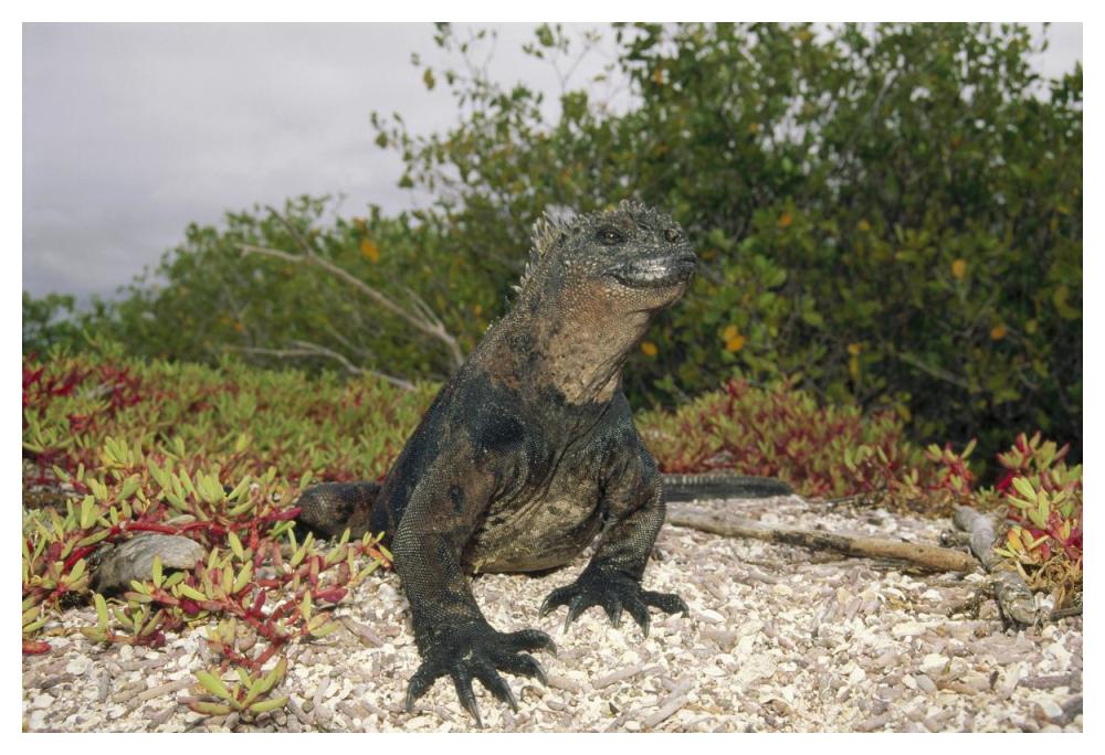Marine Iguana male, Academy Bay, Galapagos Islands, Ecuador-Paper Art-50"x34"