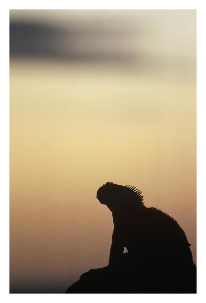 Marine Iguana silhouette Galapagos Islands, Ecuador-Paper Art-22"x32"