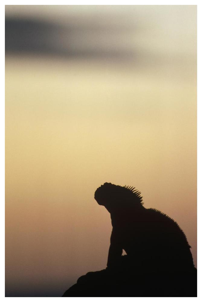 Marine Iguana silhouette Galapagos Islands, Ecuador-Paper Art-42"x62"