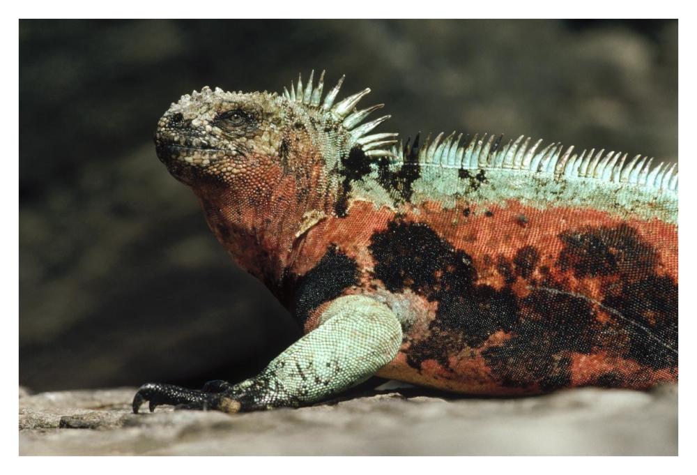 Marine Iguana male in breeding color, Galapagos Islands, Ecuador-Paper Art-38"x26"