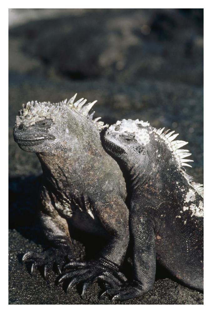 Marine Iguana male and female, Galapagos Islands, Ecuador-Paper Art-26"x38"