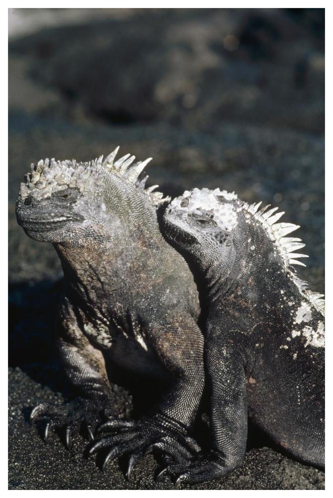 Marine Iguana male and female, Galapagos Islands, Ecuador-Paper Art-42"x62"