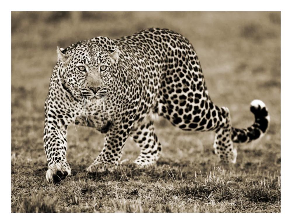 Leopard-Paper Art-26"x20"