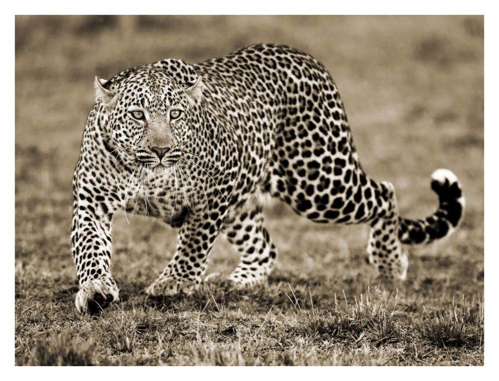 Leopard-Paper Art-34"x26"