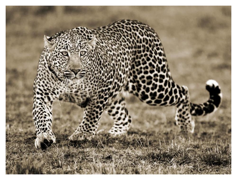 Leopard-Paper Art-42"x32"