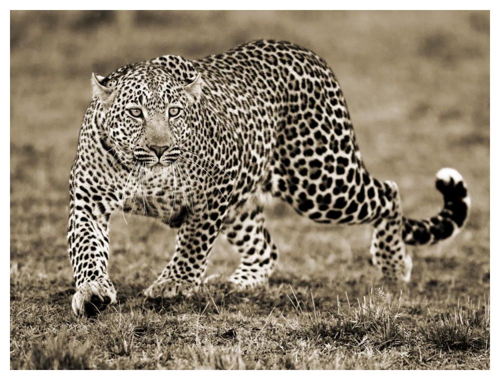 Leopard-Paper Art-50"x38"